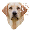 I AM LAB 550 piece puzzle gift