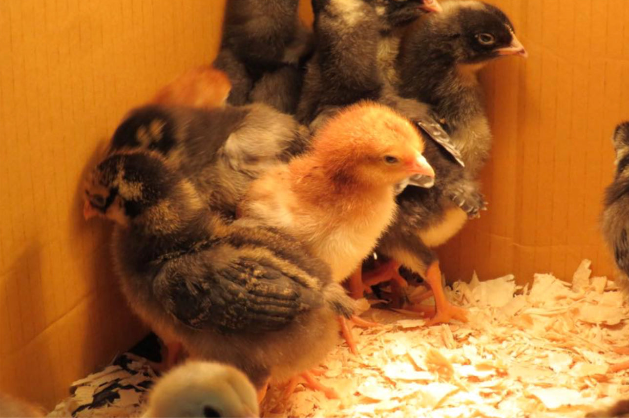 10:50 Easter Bunny Experience MANHASSET, Saturday March 21