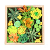 OKTO DIY Wood & Craft Flower Clay Kits: Succulents, Passion